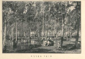 יער האקליפטוסים בחדרה